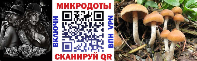 купить наркотик  Сертолово  Псилоцибиновые грибы Psilocybine cubensis 